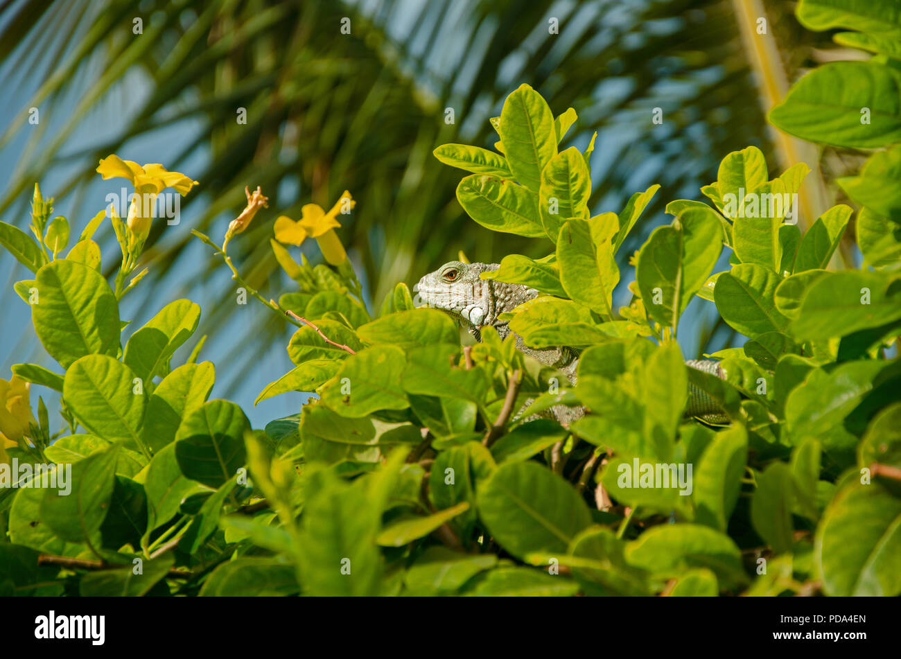Aruba Green Iguana hiding in bushes with yellow flowers Stock Photo