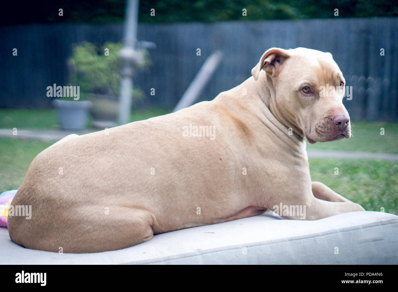 Blonde red best sale nose pitbull