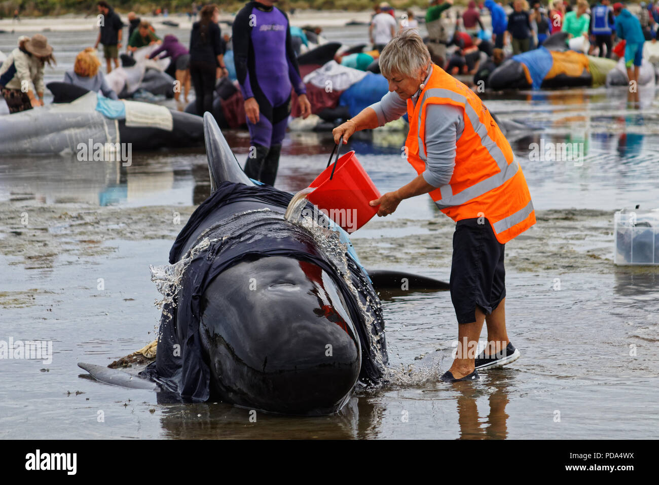 New Zealand, Farewell Spit, whale stranding, animal, whale, sea, water, fin, emotional, coast, cetacean, sad, stranded, sea mammal, died, open, sandy  Stock Photo