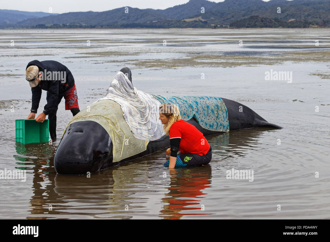 Stranded pilot whale beached on Farewell Spit at the northern tip of New Zealand's South Island, being cared for by volunteers Stock Photo