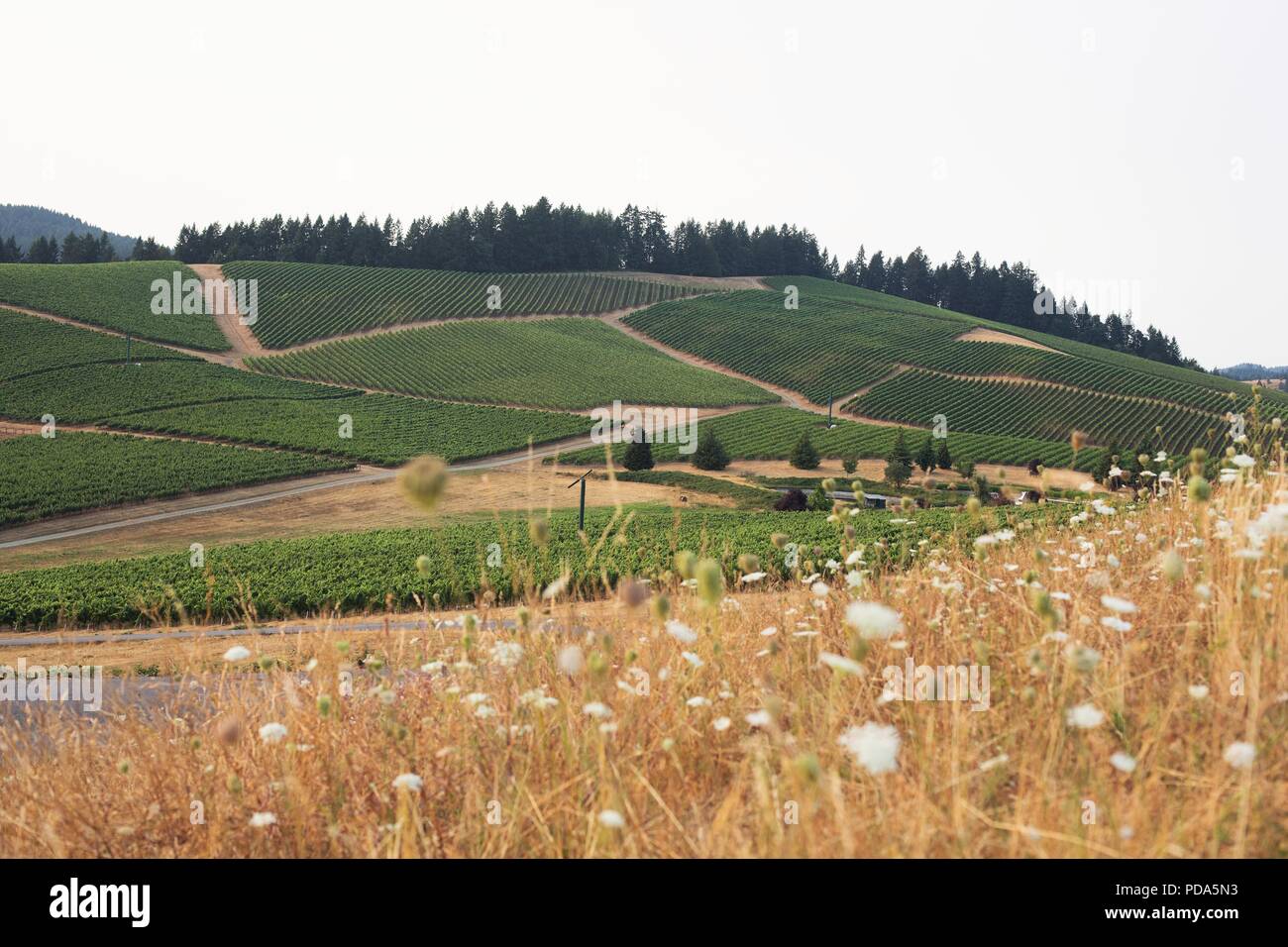 A view of vineyards at King Estate Winery near Eugene, Oregon, USA