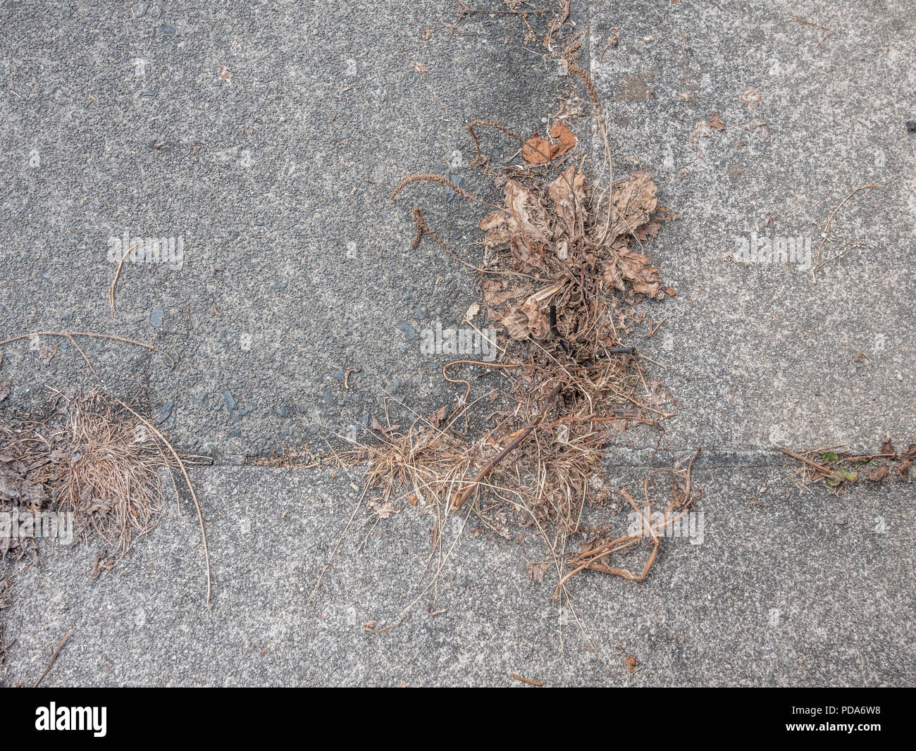 Dead weeds growing from cracks in paving stones during UK 2022 drought / heatwave - more likely killed with a weedkiller like Roundup / glyphosate. Stock Photo