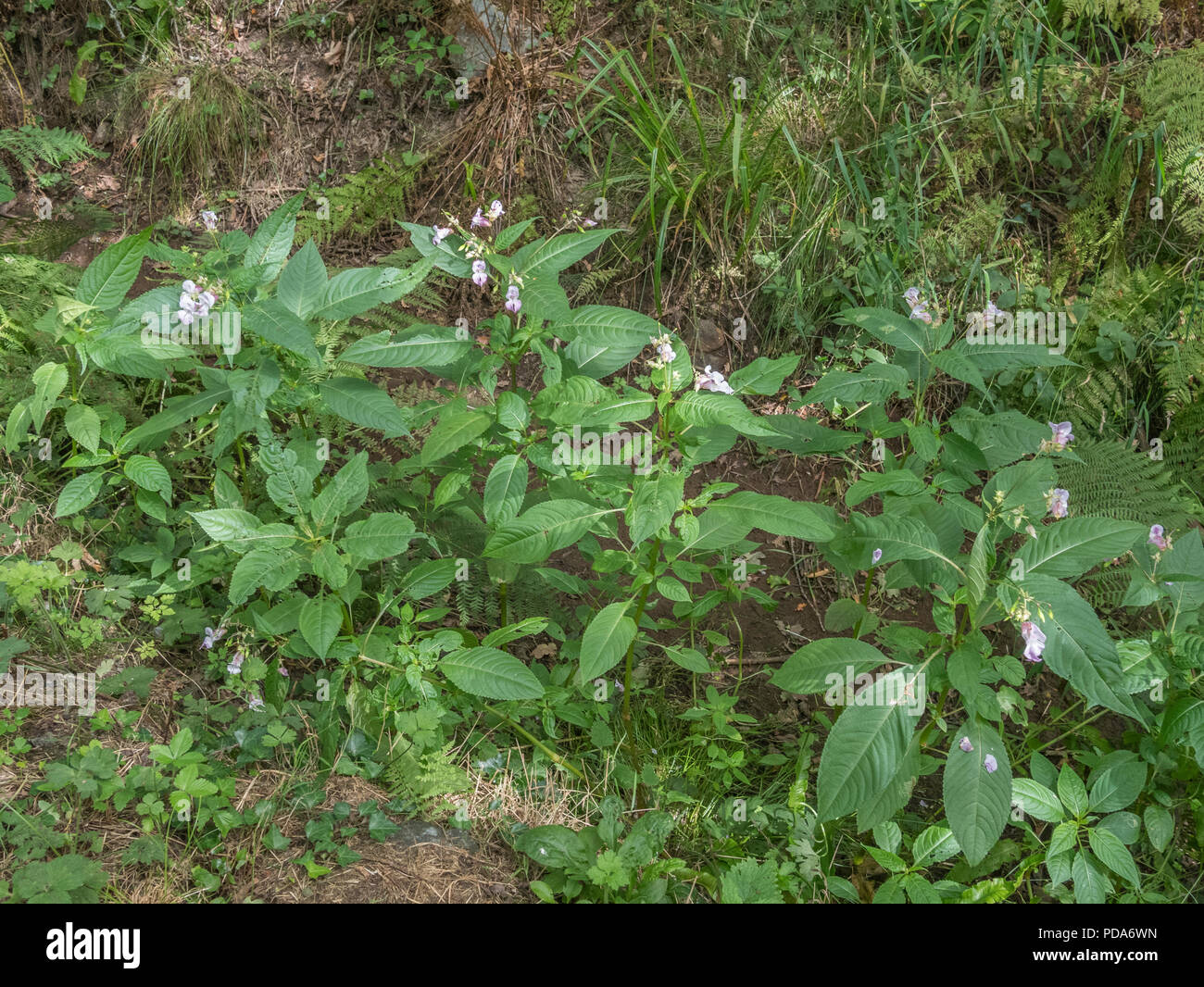 Specimens of Himalayan Balsam / Impatiens gladulifera in a dried up drainage ditch during 2018 heatwave in UK. Invasive weeds which likes wet ground. Stock Photo