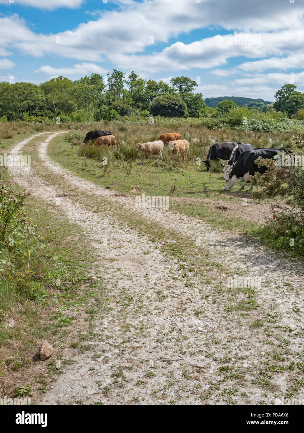Dirt track running through field with grazing cow herd / cattle grazing. Long road ahead metaphor. UK cattle and livestock industry. Stock Photo