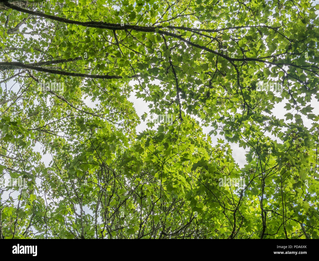 Overhead leaf canopy of Sycamore / Acer pseudoplatanus during sunny