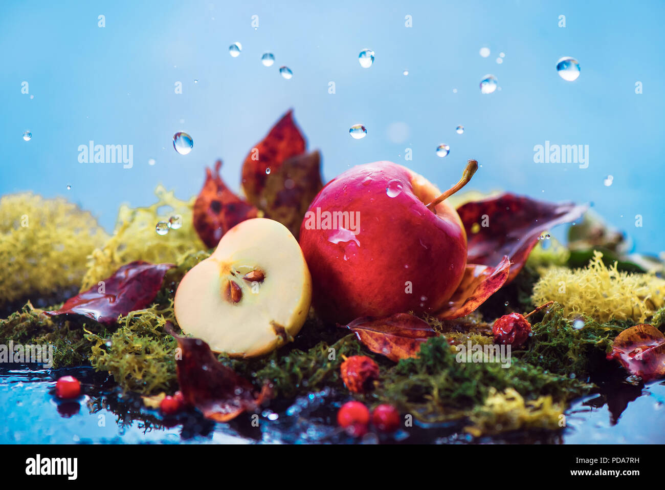 Autumn apples under rain. Fall harvest concept with copy space. Wild fruits on moss with water drops. Stock Photo