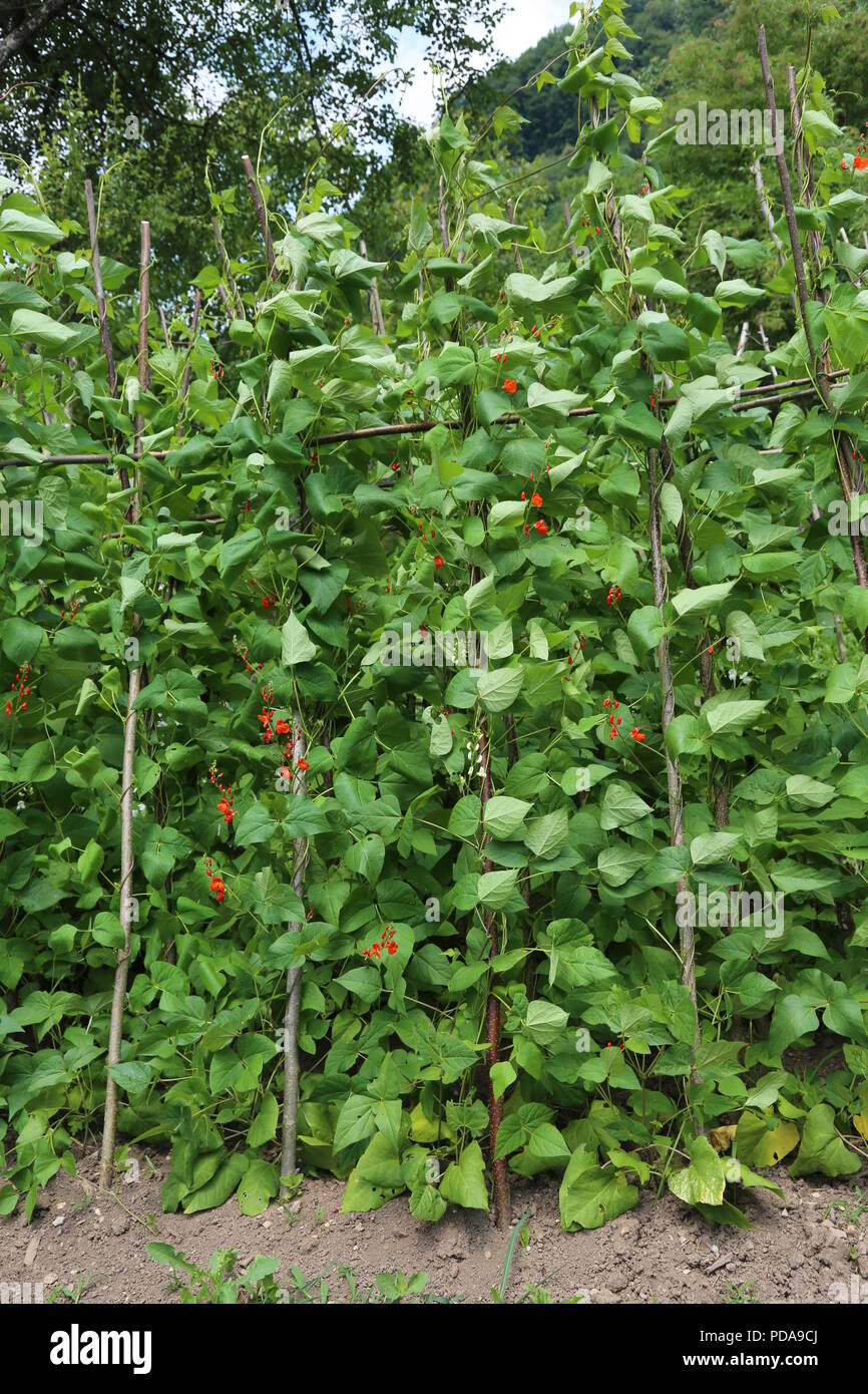 red flowers of bean plants in the vegetable garden in a hilly area in summer Stock Photo