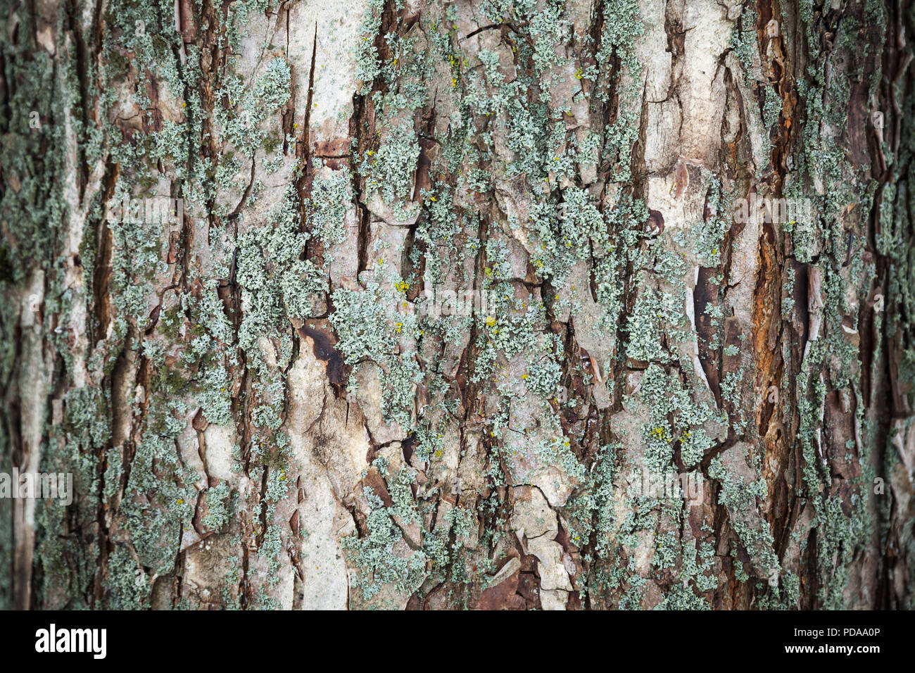 Old tree bark macro, natural background photo texture Stock Photo