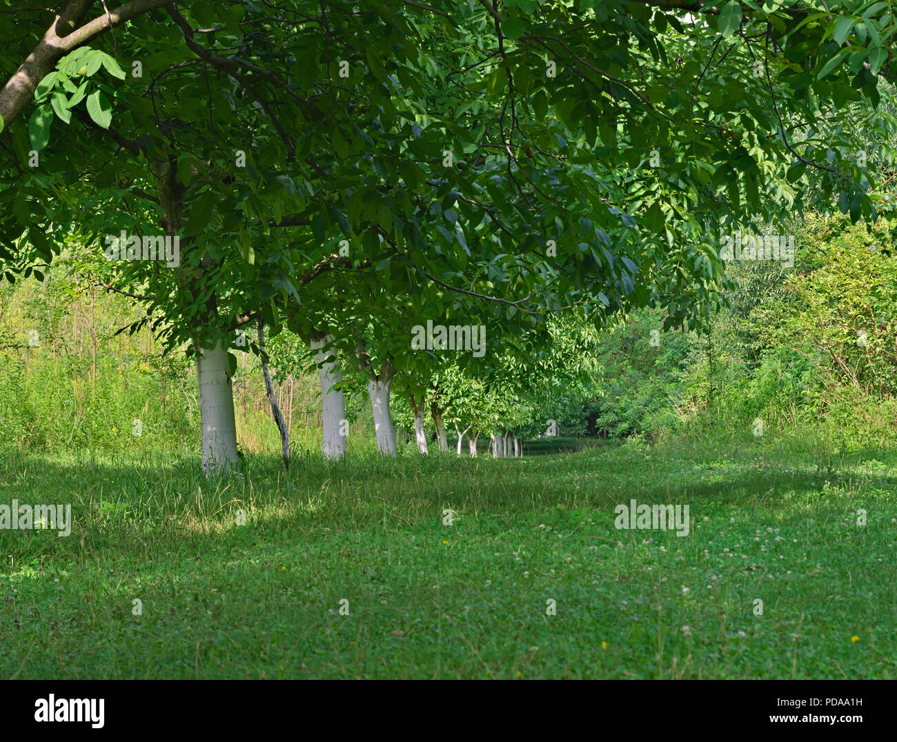 Row of walnut trees trunks painted in white and leaves Stock Photo Alamy