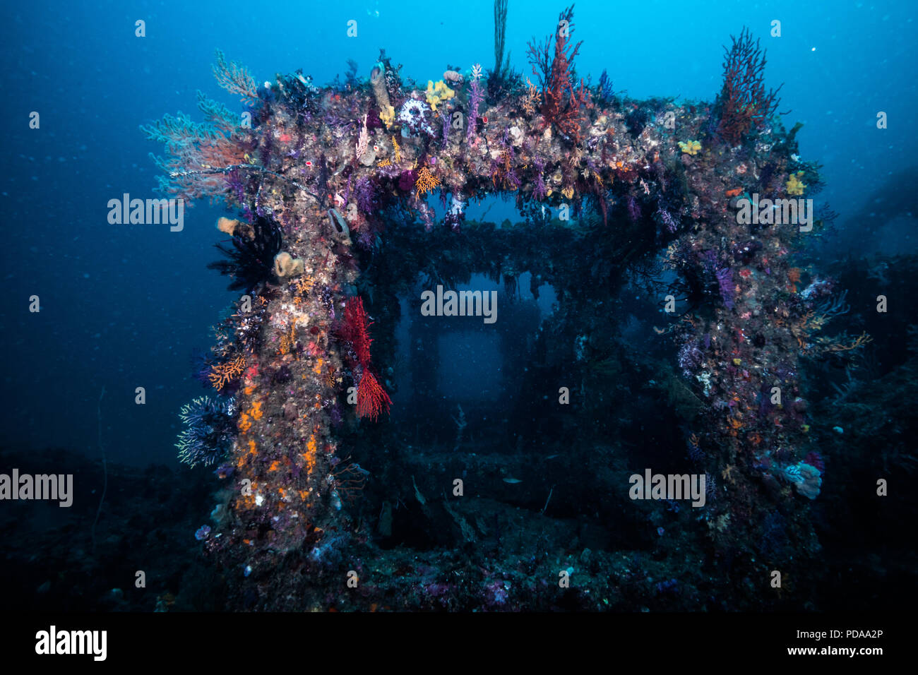 The artificial fish reef point covered with colorful soft coral. -20m. Owase, Mie, Japan Stock Photo