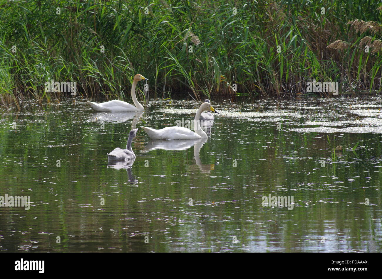 Swan family swimming in a pond Stock Photo - Alamy