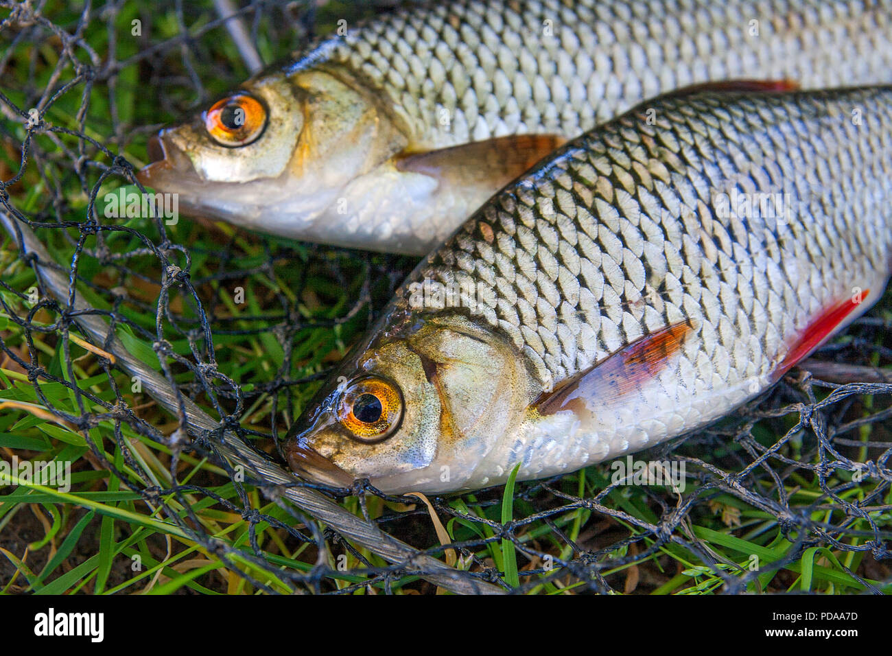 Freshwater Rudd Fish Close up view of two freshwater common rudd fish known as scardinius ...