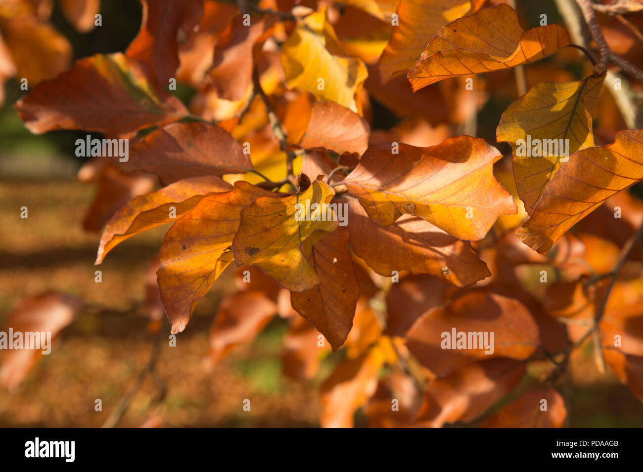 Golden leaves hi-res stock photography and images - Alamy