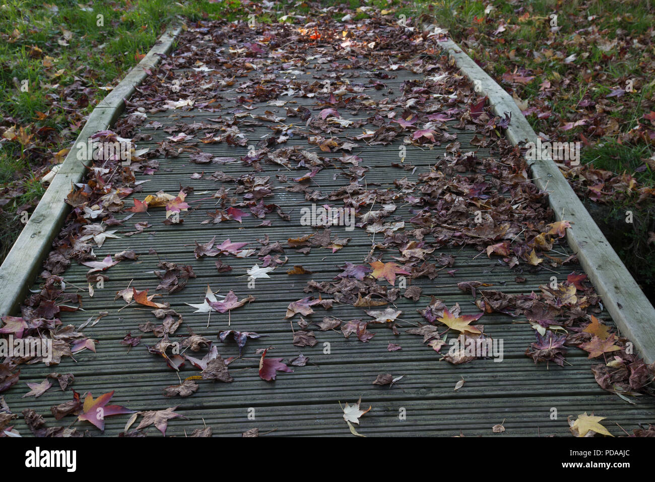 Fallen Autumn Leaves Stock Photo