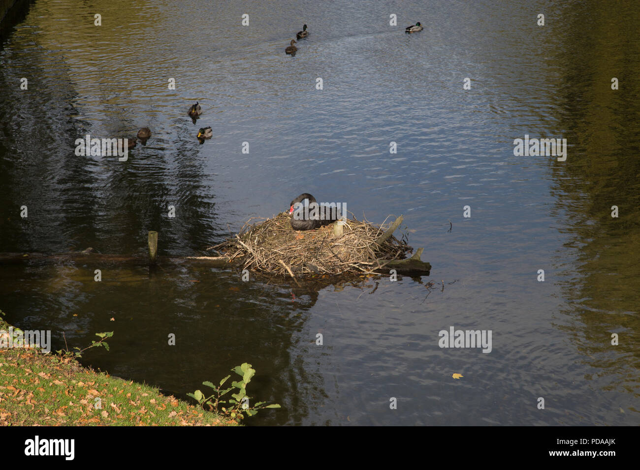Black swan nesting Stock Photo