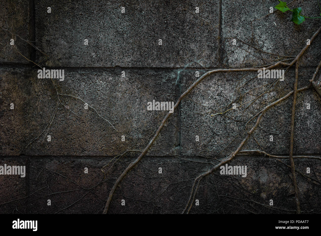 abstract green background grunge texture wall Stock Photo - Alamy