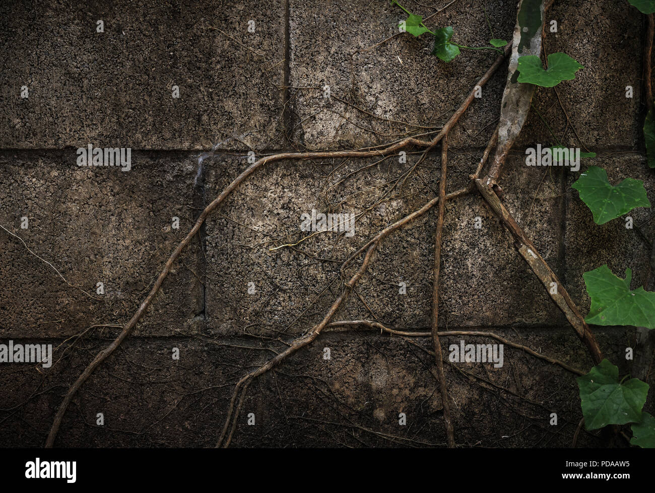 abstract green background grunge texture wall Stock Photo - Alamy