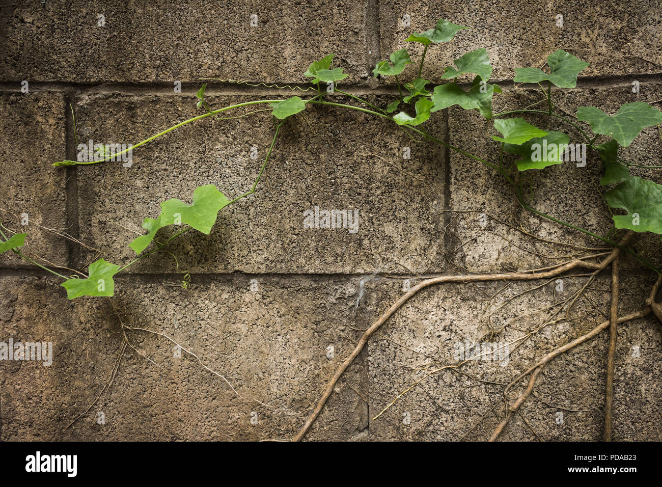 abstract green background grunge texture wall Stock Photo - Alamy