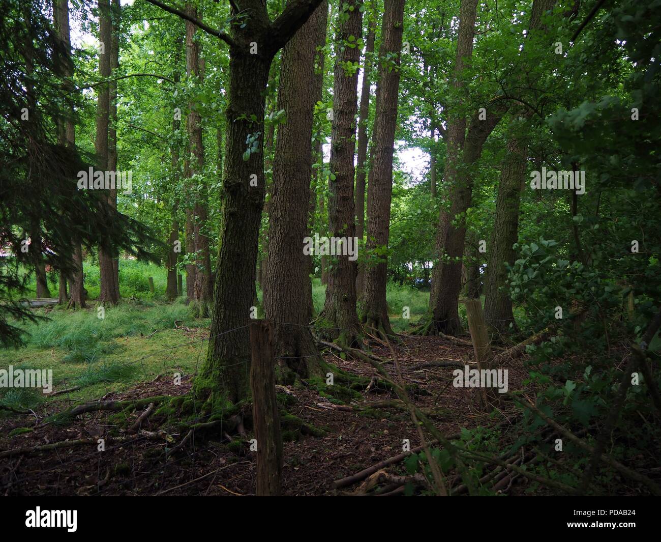 Tree trunks in a green forste with a wild lake in the background Stock ...