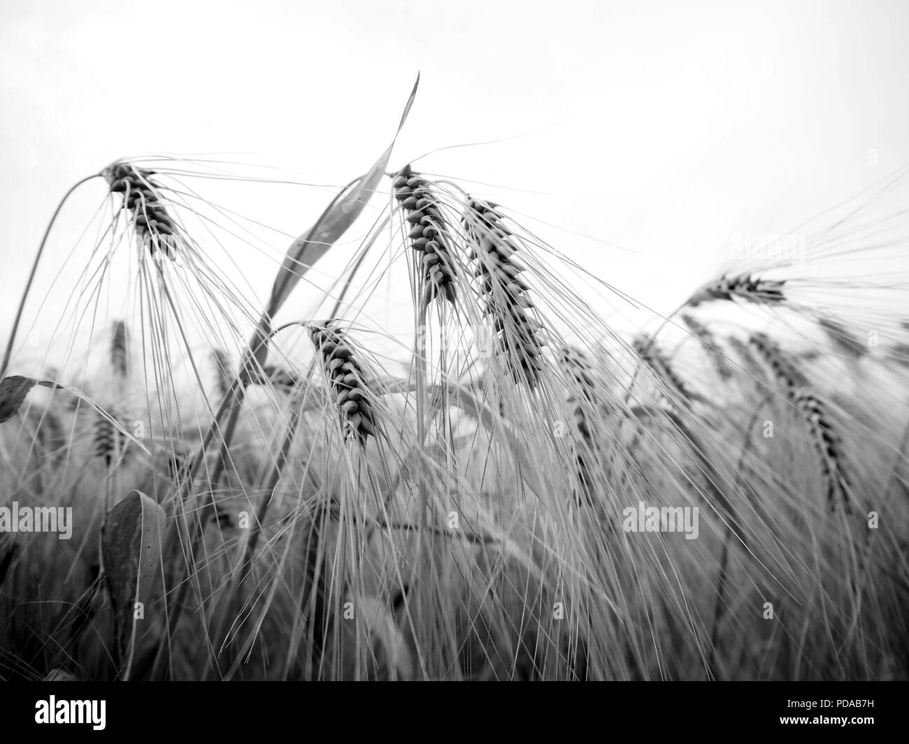 Beautiful barley and oat field black and white Stock Photo