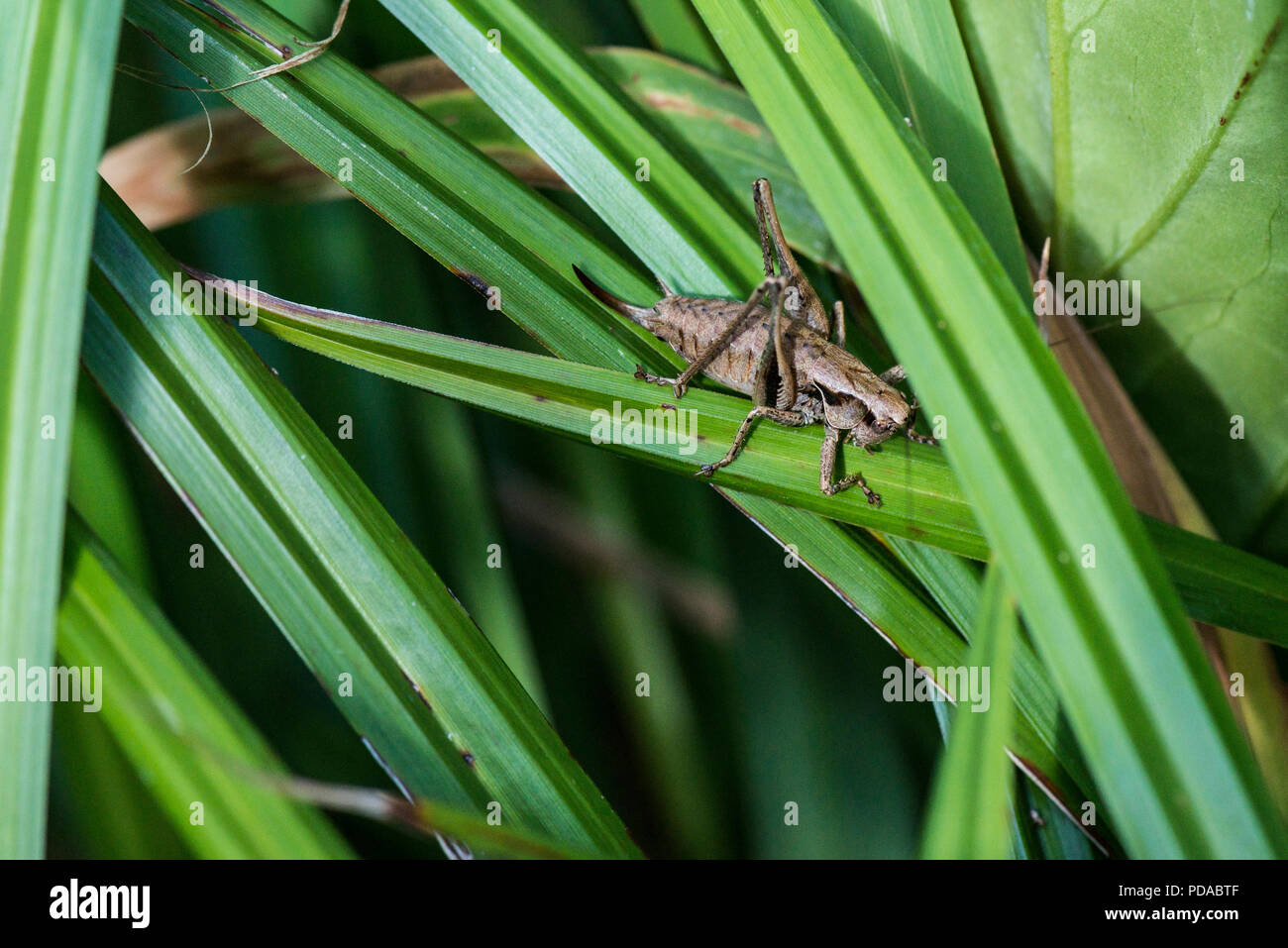 A female dark bush-cricket (Pholidoptera griseoaptera) on the leaves of a pendulous sedge (Carex pendula) Stock Photo