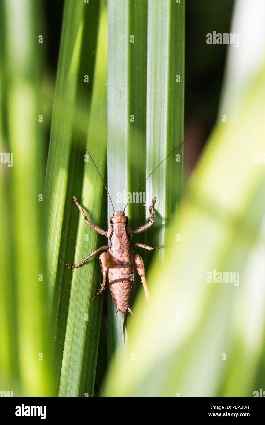 A female dark bush-cricket (Pholidoptera griseoaptera) on the leaves of a pendulous sedge (Carex pendula) Stock Photo