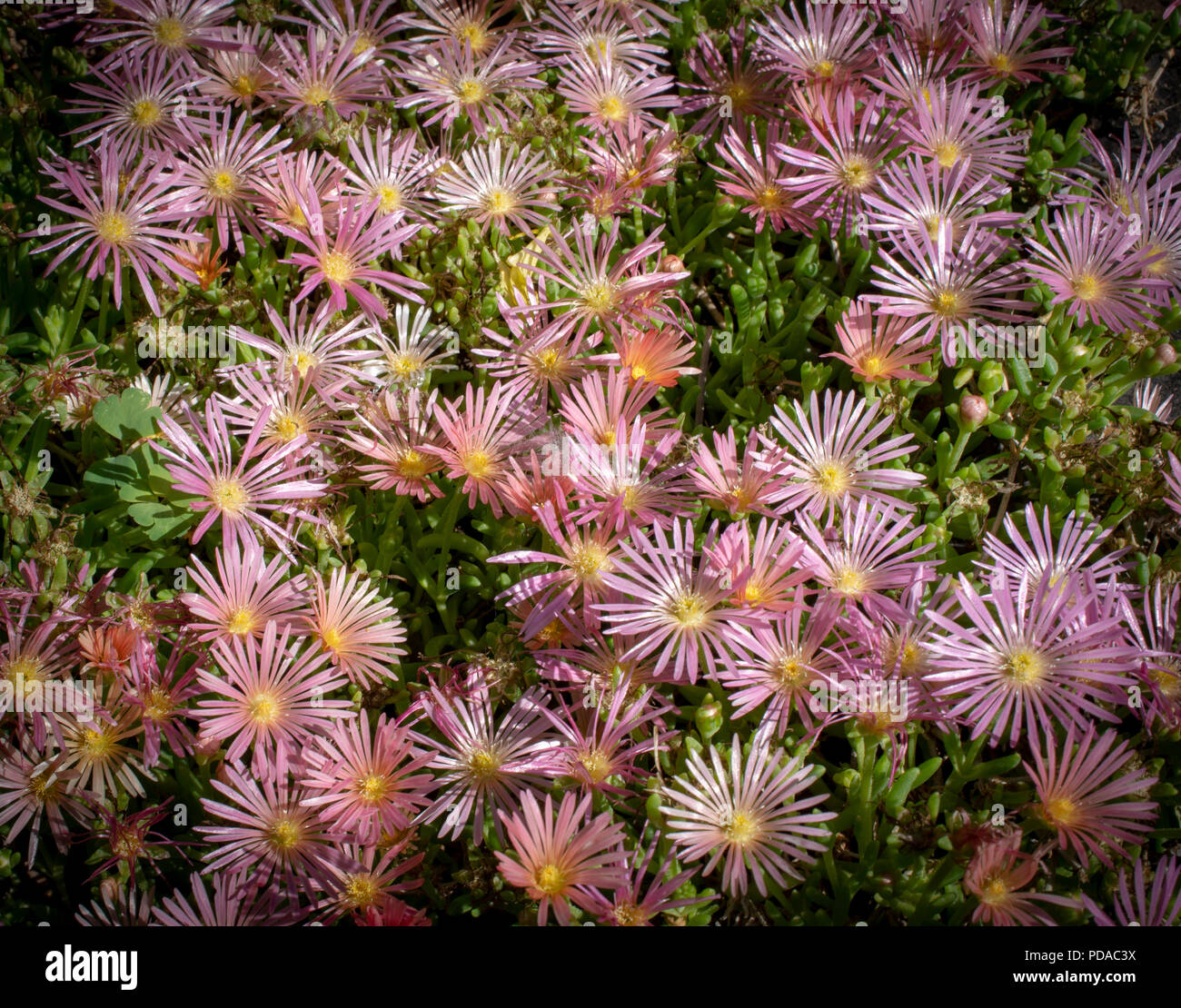 Pink Ice Plant Flowers Stock Photo Alamy