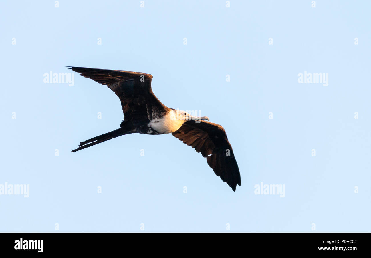 magnificent frigate bird flying Stock Photo