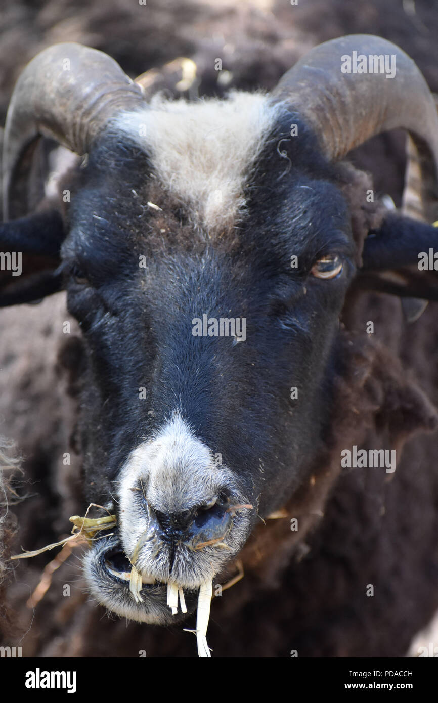Sheep with horns hires stock photography and images Alamy