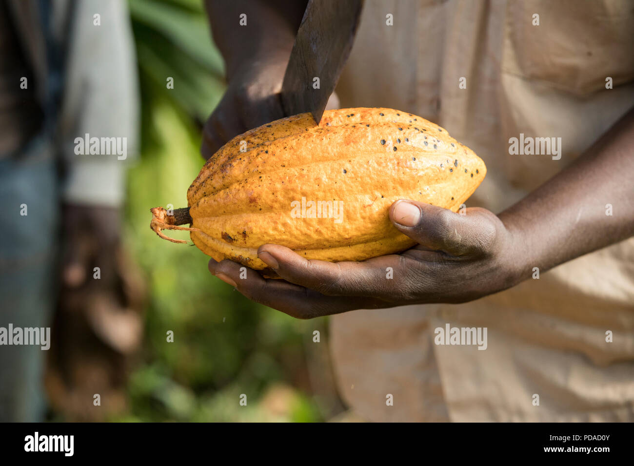 A worker splits open a freshlyharvested cocoa bean pod using a machete