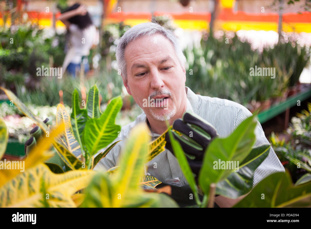 Expert gardener examining a plant in a greenhouse Stock Photo Alamy