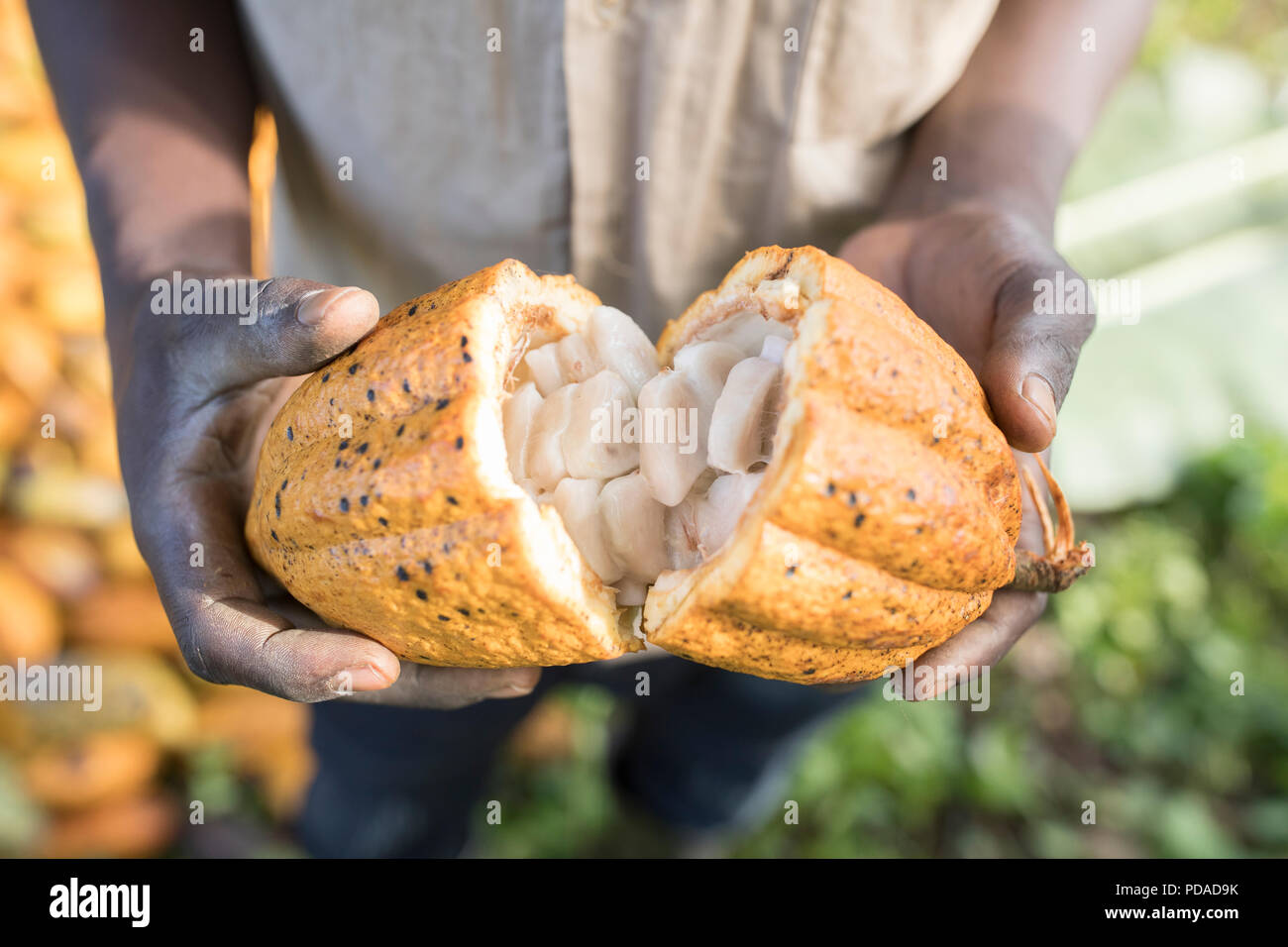 Open Cocoa Bean High Resolution Stock Photography and Images Alamy