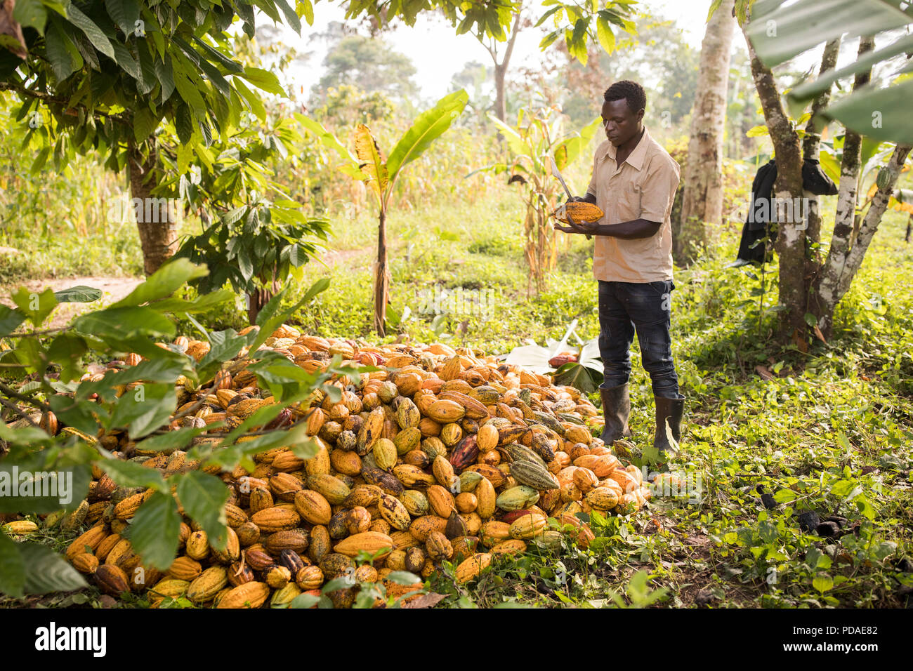 pix Cocoa Beans Plantation https www alamy com a worker splits open a freshly harvested cocoa bean pod on a plantation in mukono district uganda east africa image214745666 html