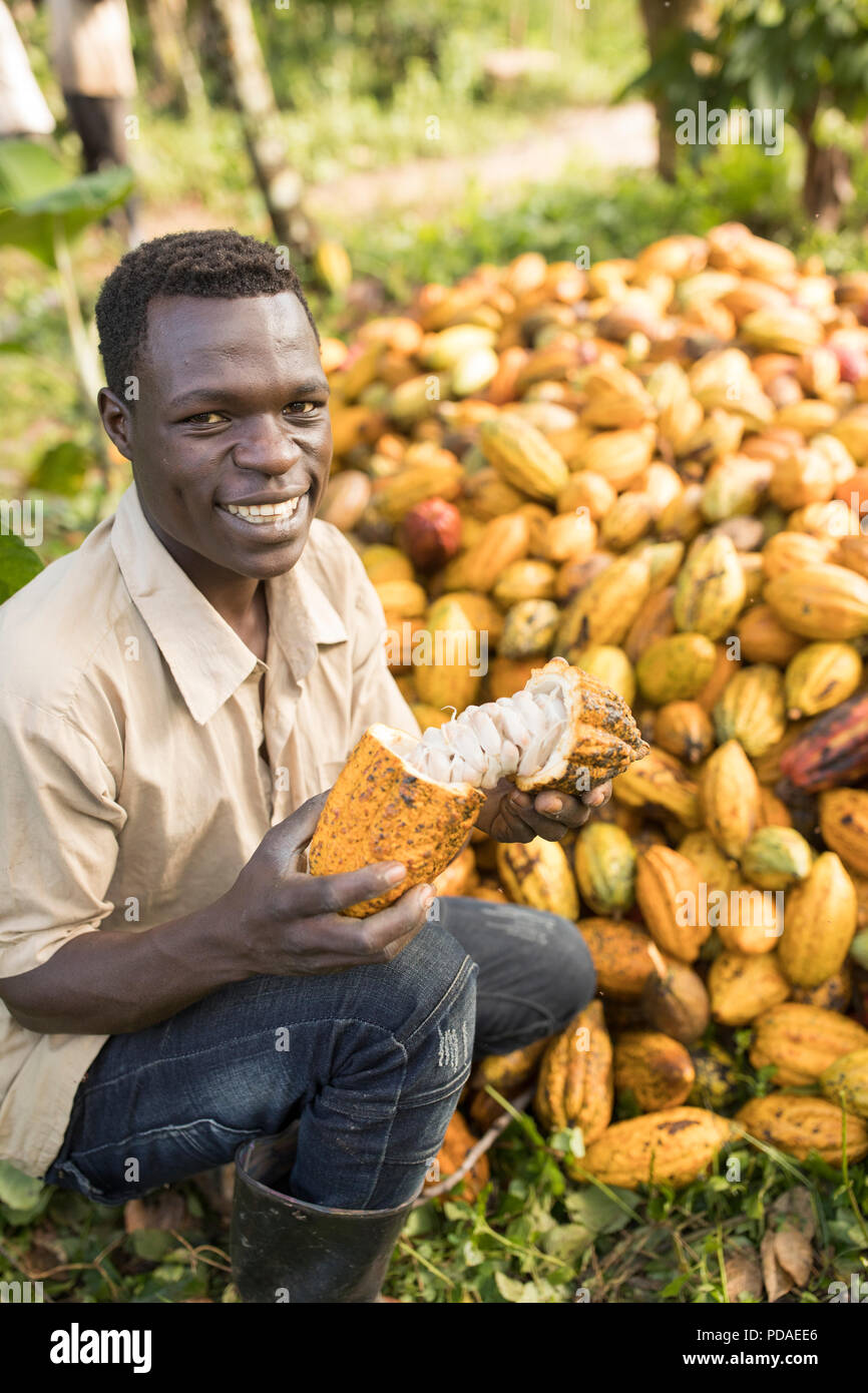 Cocoa bean pod hi-res stock photography and images - Alamy
