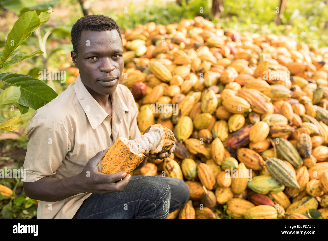 Harvested cocoa hires stock photography and images Alamy