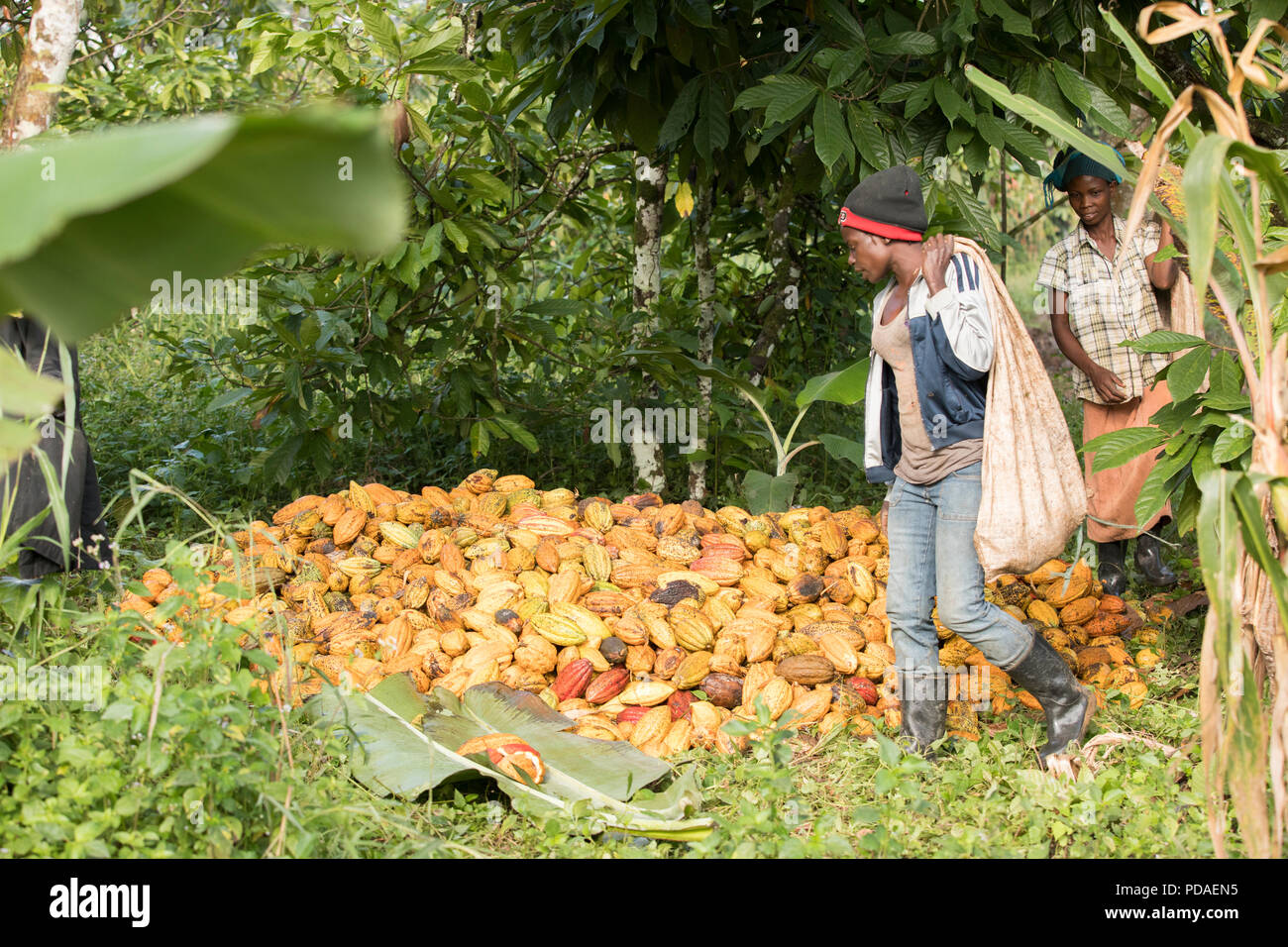 Workers return from the field with sacks full of fresh cocoa on a farm