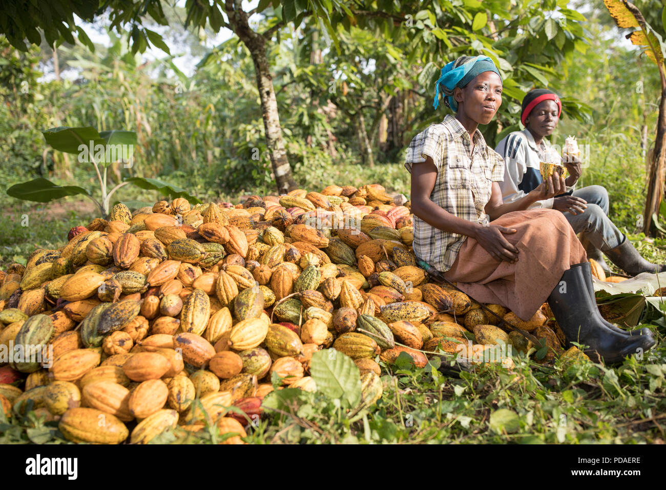Workers savour the sweet fruit off of cocoa beans, spitting out the