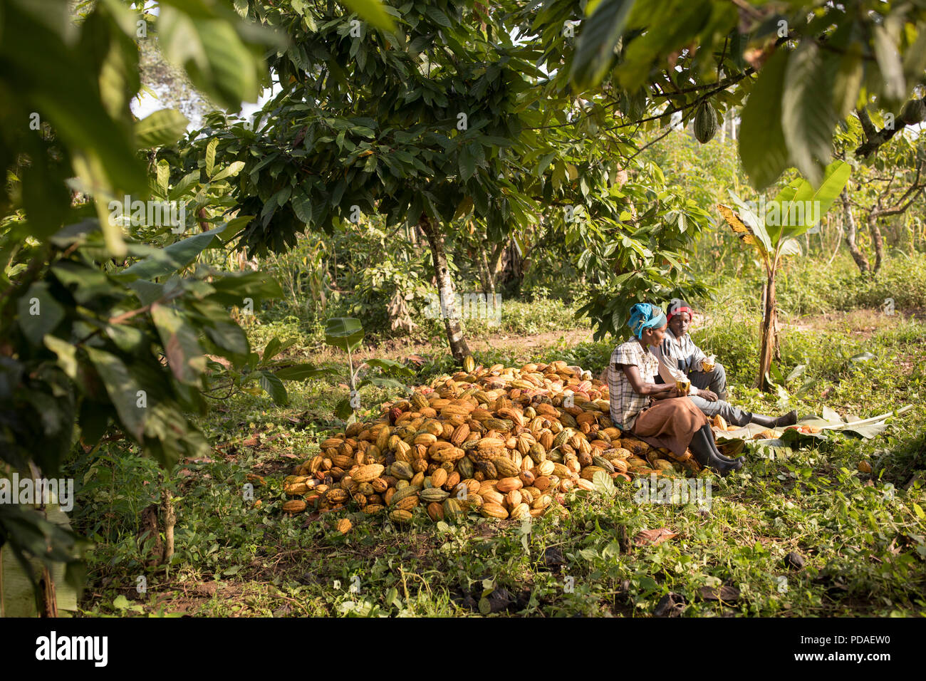 Workers savour the sweet fruit off of cocoa beans, spitting out the