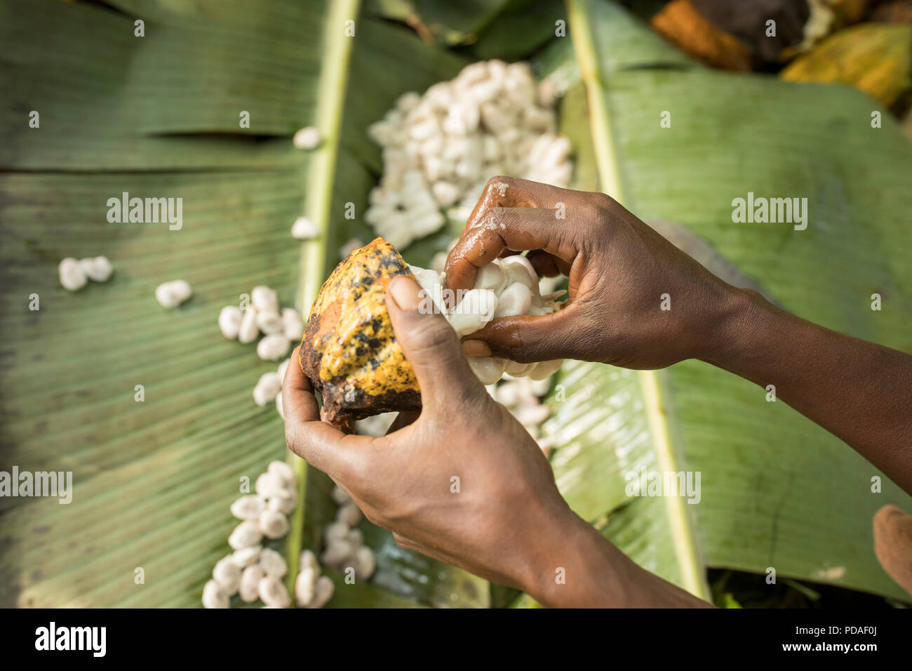 Cocoa pods are split open to reveal sweet, fleshy fruit enveloping the