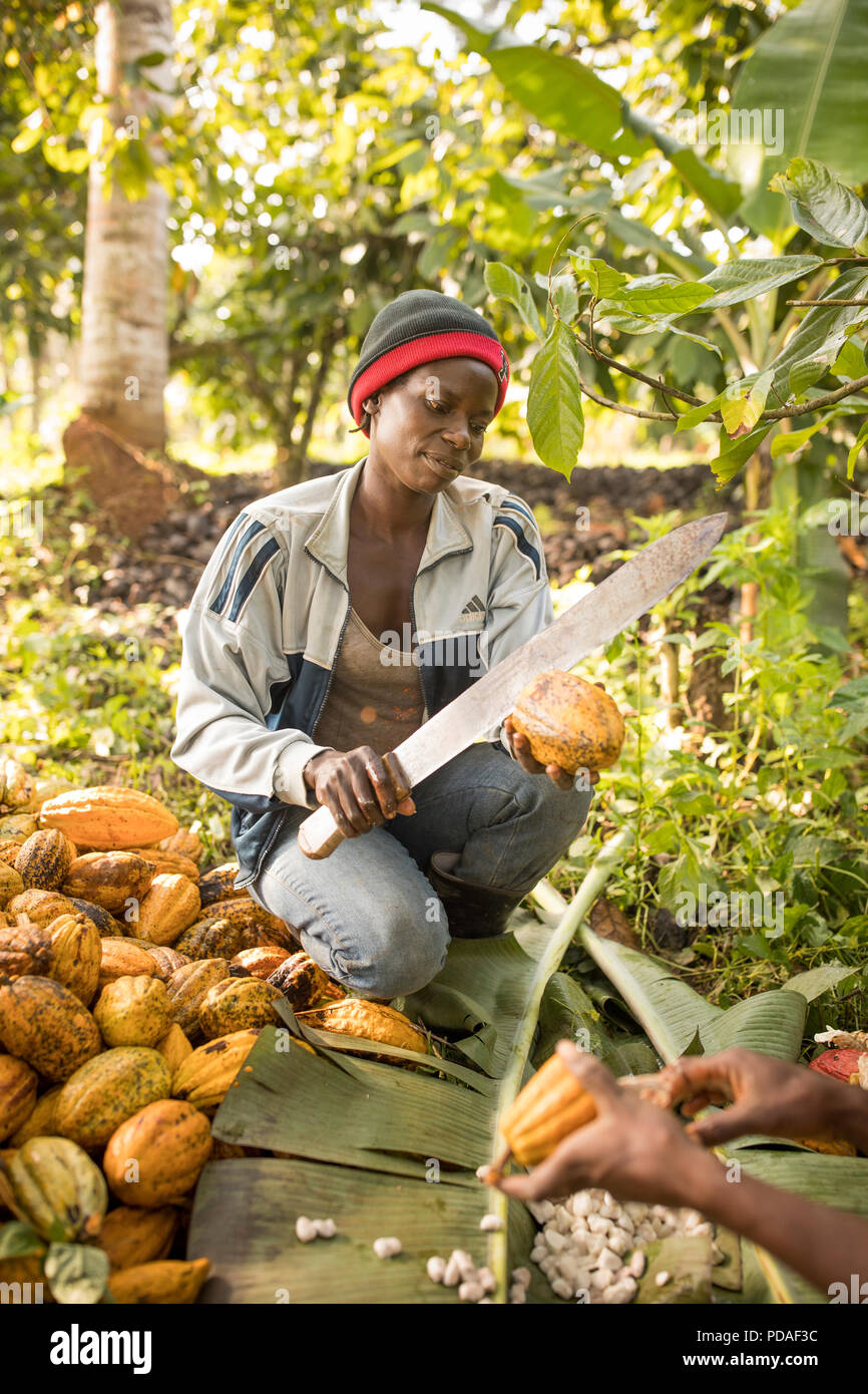 A worker splits open a freshlyharvested cocoa bean pod using a machete