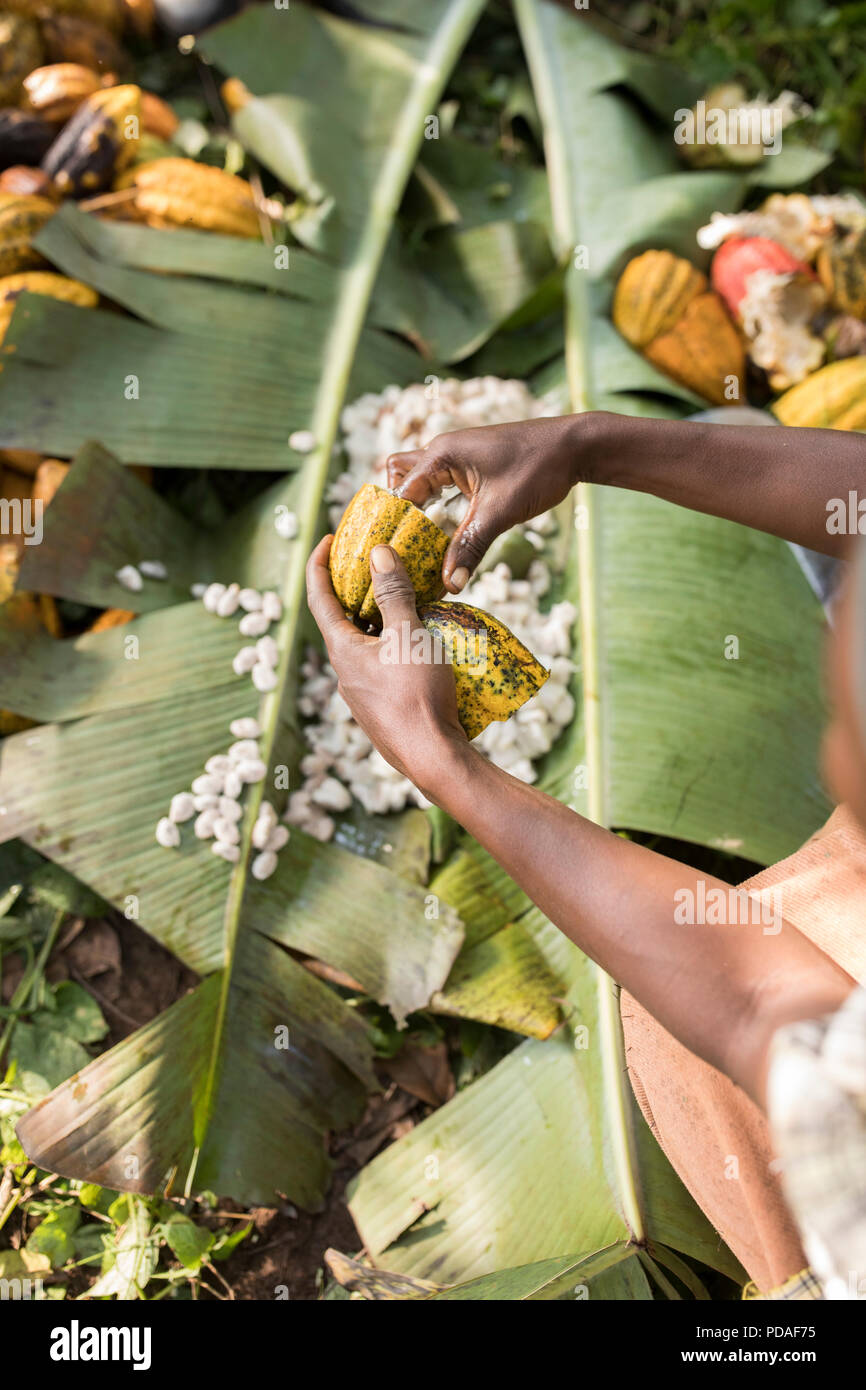 Cocoa pods are split open to reveal sweet, fleshy fruit enveloping the