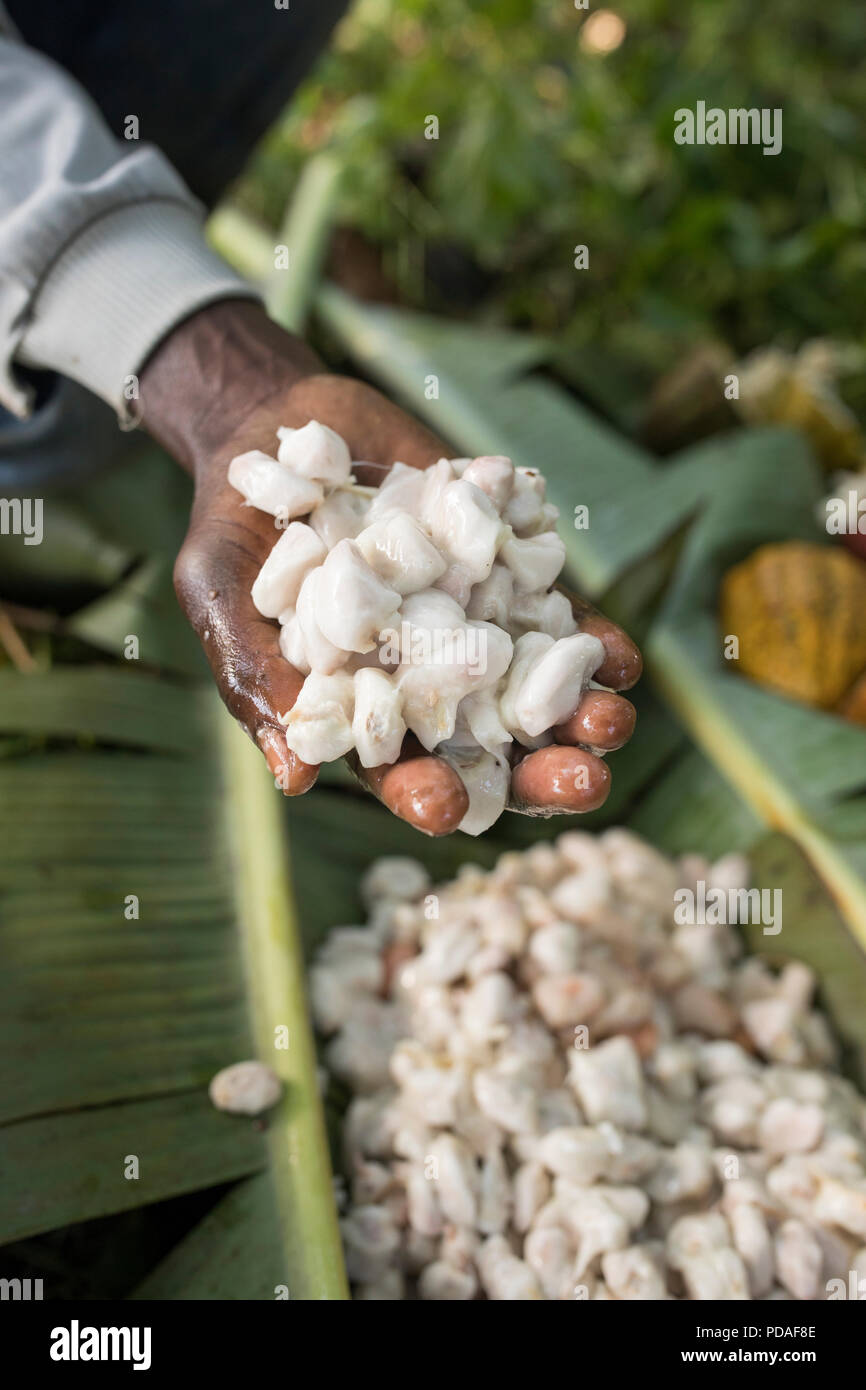 Cocoa pods are split open to reveal sweet, fleshy fruit enveloping the