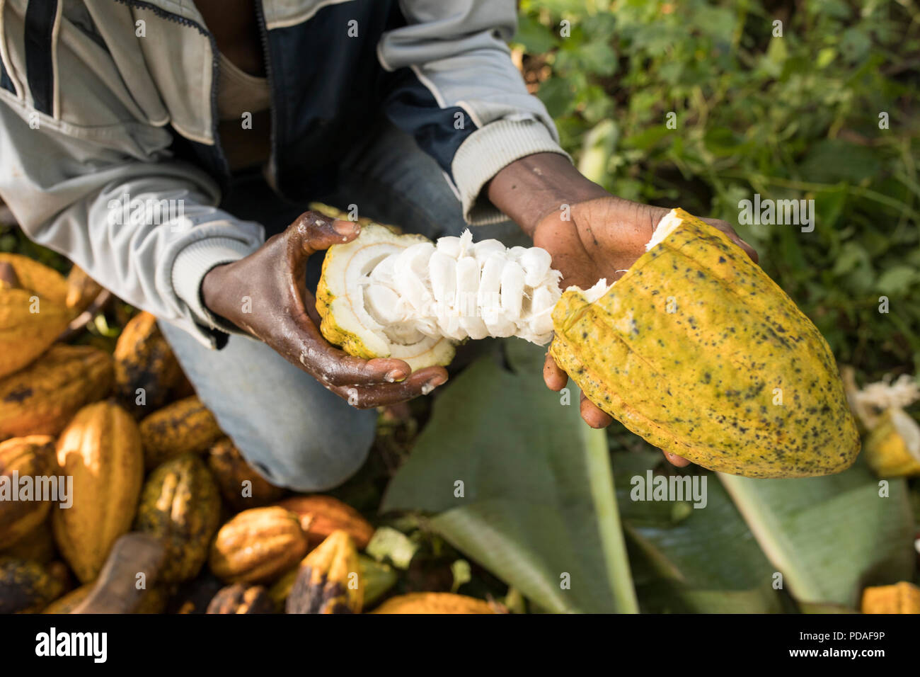 Cocoa pods are split open to reveal sweet, fleshy fruit enveloping the cocoa beans in Mukono District, Uganda, East Africa. Stock Photo