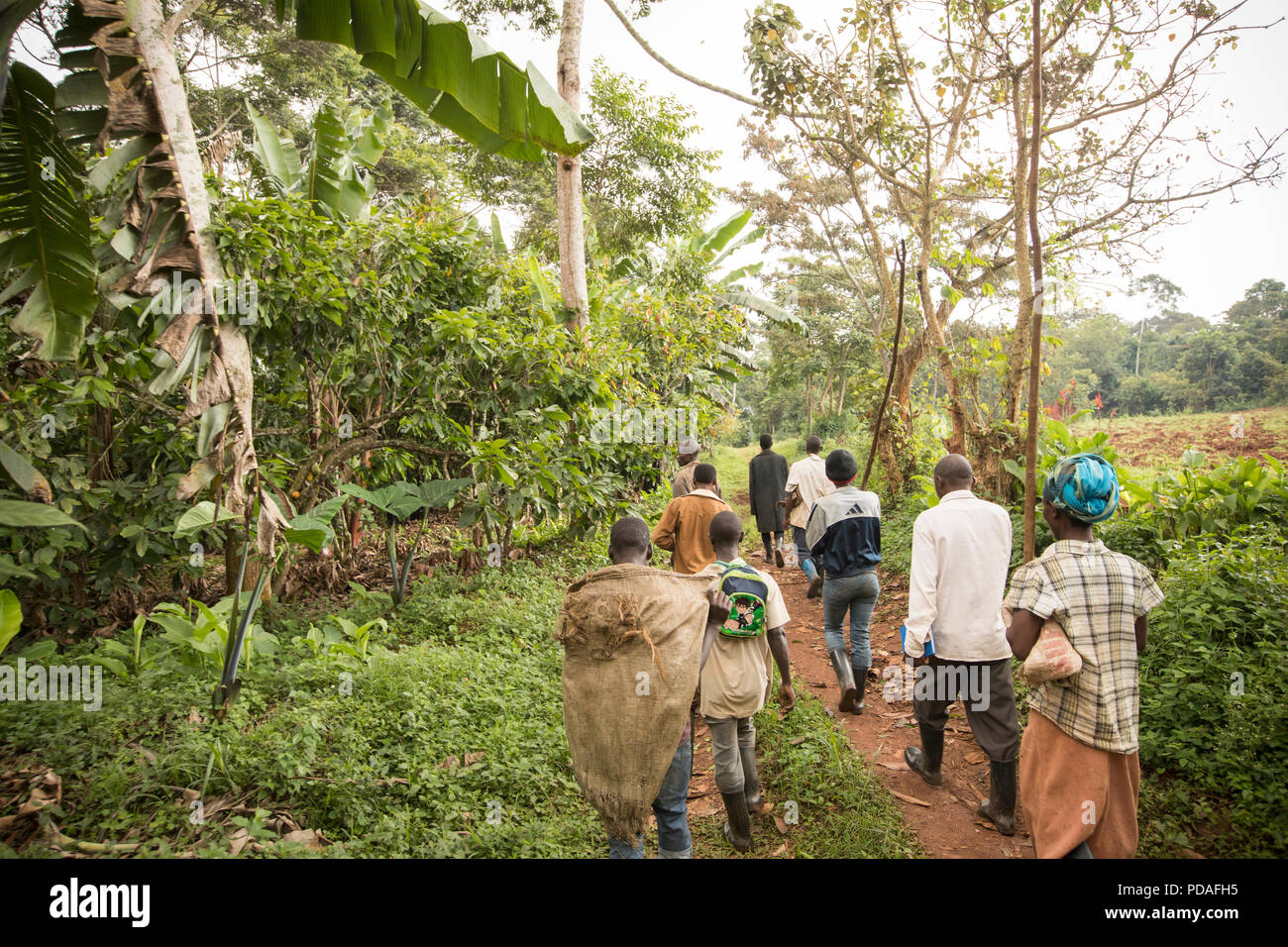Cocoa plantation africa hires stock photography and images Alamy
