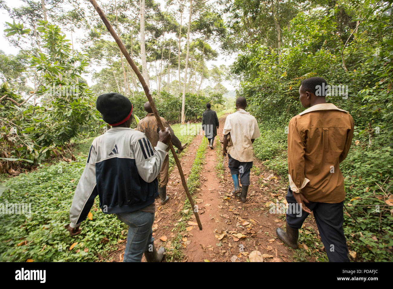 Workers walk through a forested cocoa bean plantation in Mukono