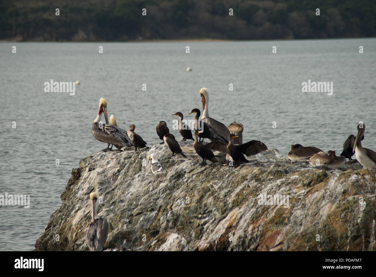 California Brown Pelicans, Cormorants, and seagulls on a rocky surface, water in the background. The birds grooming themselves, resting, plucking at t Stock Photo