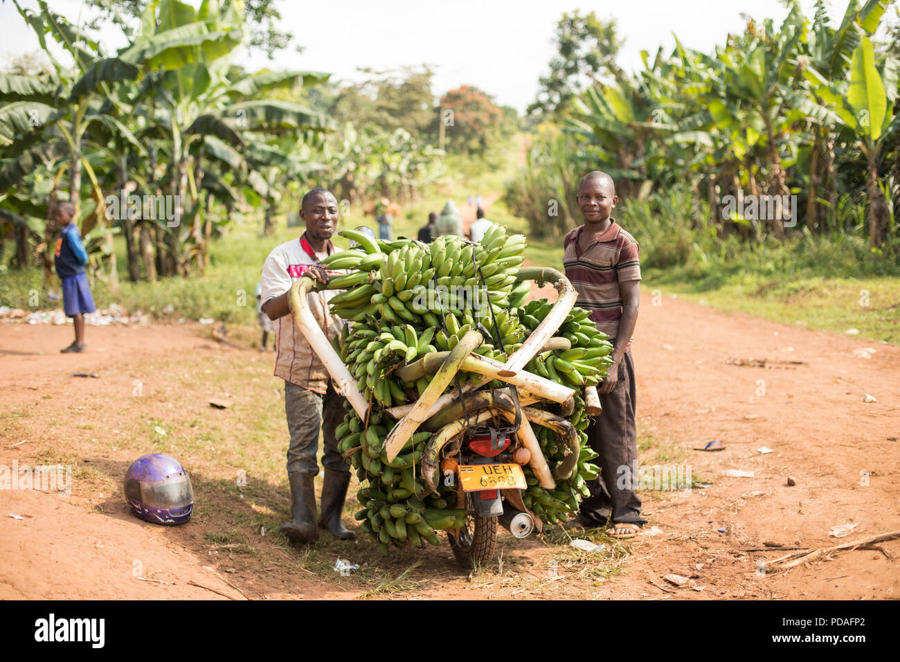 The East African highland banana, known locally as matooke, is a starchy staple food consumed in Uganda, Tanzania and the DRC. Stock Photo