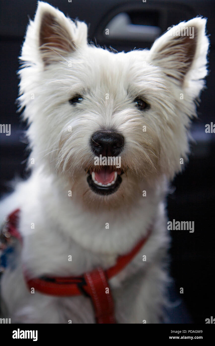 West Highland White Terrier portrait. Stock Photo