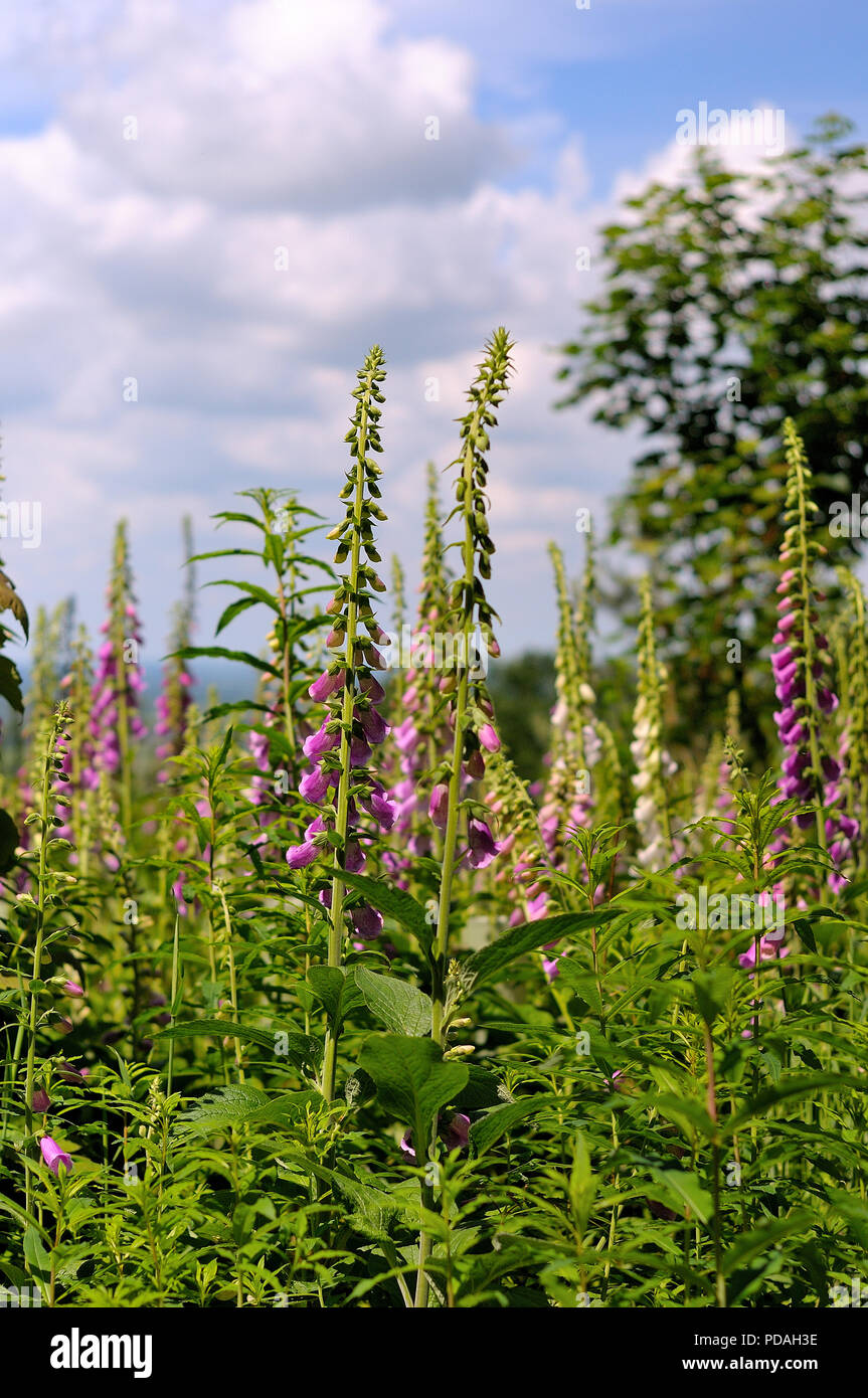 Purple and blue clouds hi-res stock photography and images - Alamy