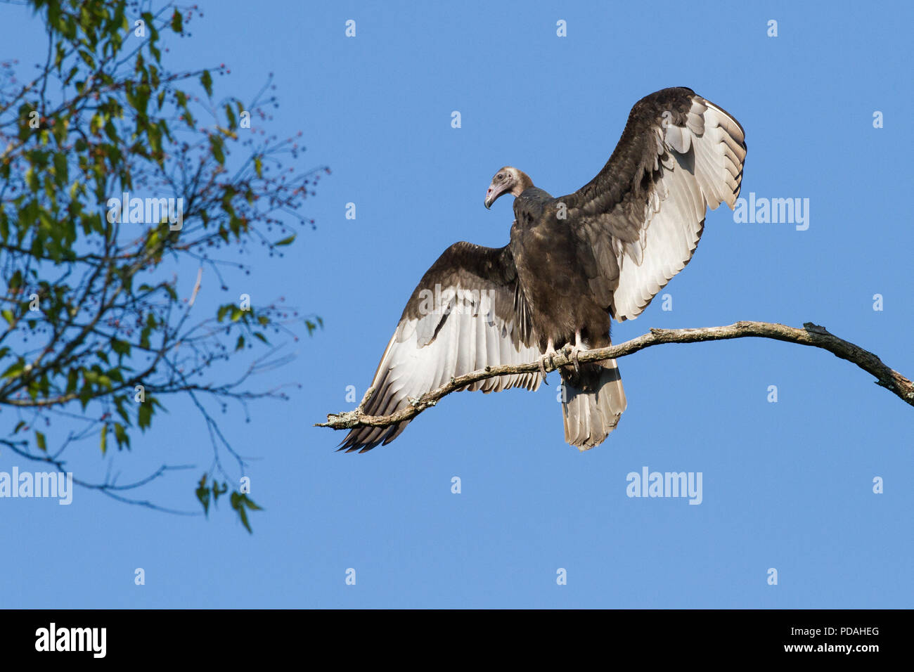 A black vulture, Coragyps atratus, with its wings spread Stock Photo